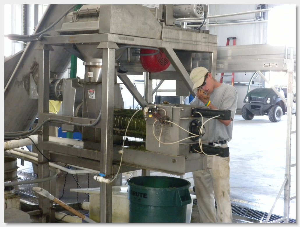 Duckweed Vincent Corp