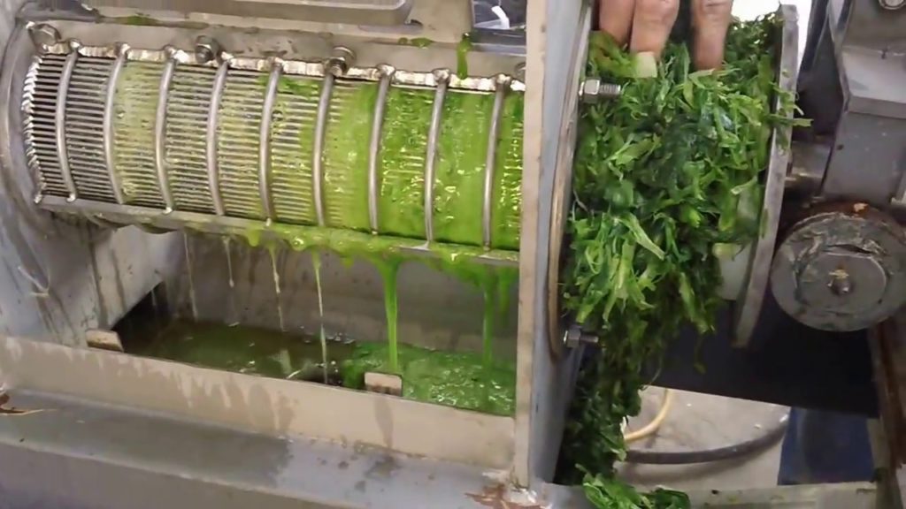 Green Onion Tops in Screw Press