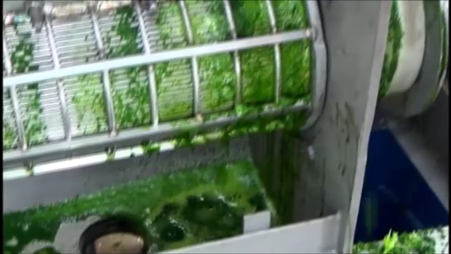 Kale Juice Vincent Corp