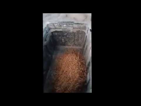 Spent Brewers Grain going into Screw Press